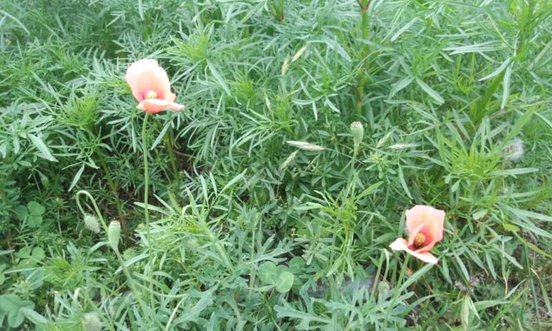 ��Ȃ̂Ԃ₫�B