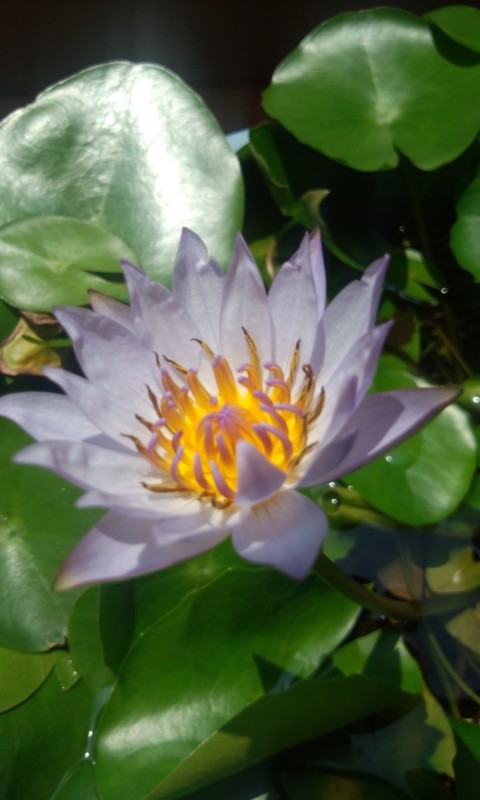 ��Ȃ̂Ԃ₫�B