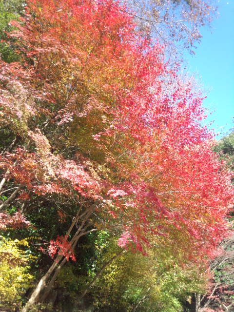 ��Ȃ̂Ԃ₫�B