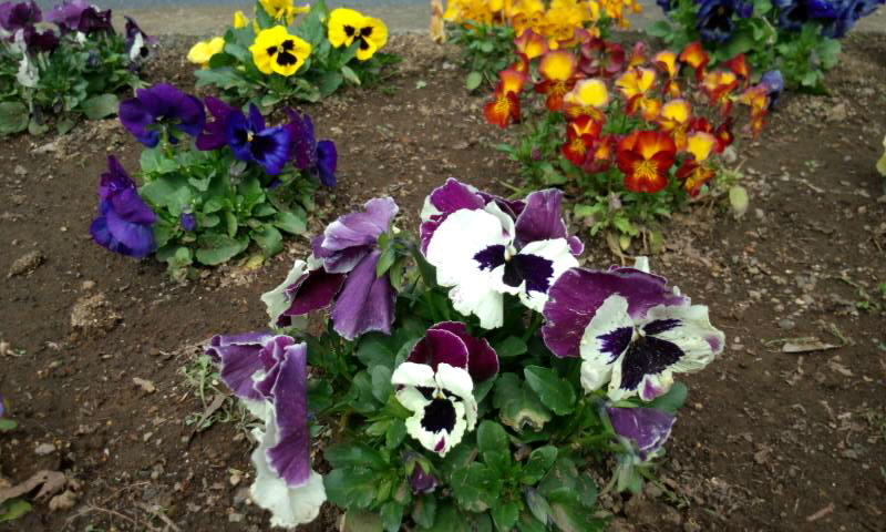 ��Ȃ̂Ԃ₫�B