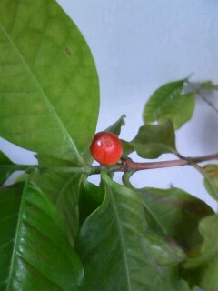 ��Ȃ̂Ԃ₫�B