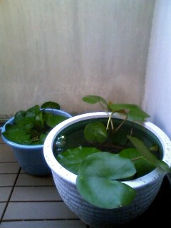 ��Ȃ̂Ԃ₫�B