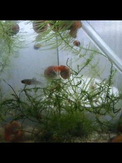 ��Ȃ̂Ԃ₫�B