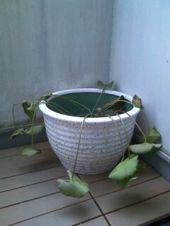 ��Ȃ̂Ԃ₫�B