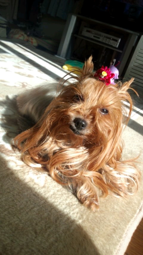 ��Ȃ̂Ԃ₫�B