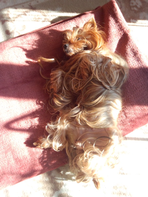 ��Ȃ̂Ԃ₫�B