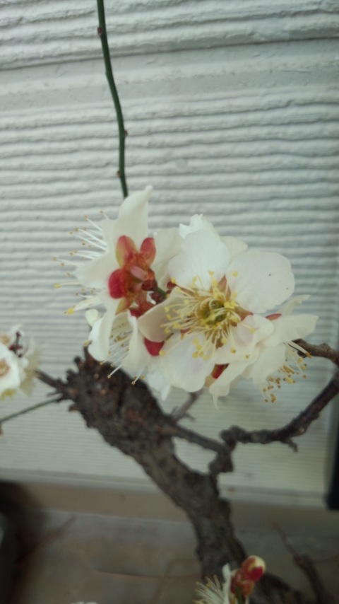 ��Ȃ̂Ԃ₫�B