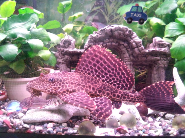 ��Ȃ̂Ԃ₫�B