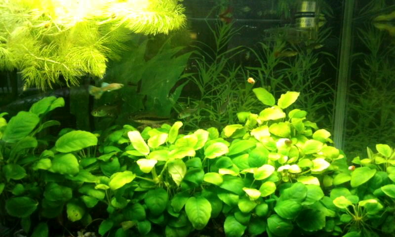 ��Ȃ̂Ԃ₫�B