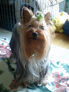 ��Ȃ̂Ԃ₫�B