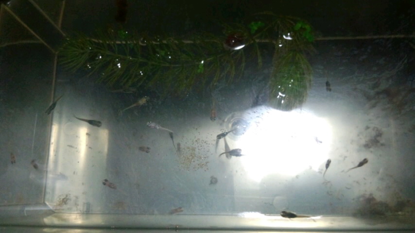 ��Ȃ̂Ԃ₫�B