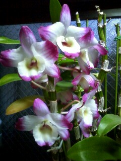 ��Ȃ̂Ԃ₫�B