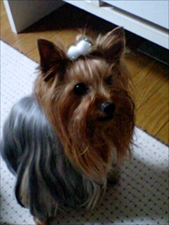 ��Ȃ̂Ԃ₫�B