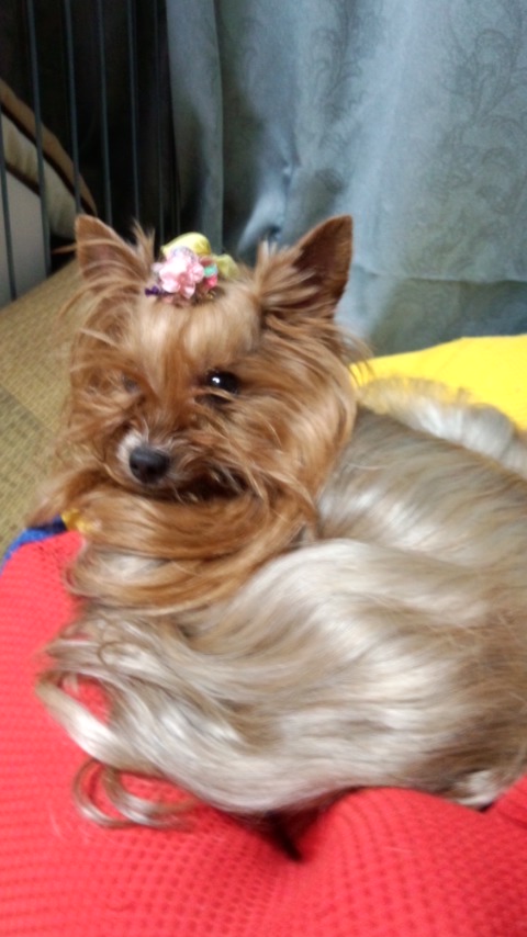 ��Ȃ̂Ԃ₫�B