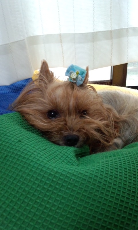 ��Ȃ̂Ԃ₫�B