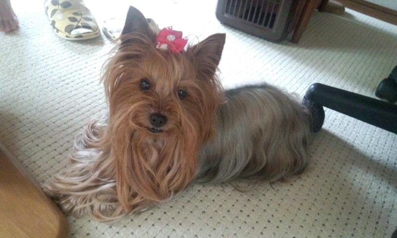 ��Ȃ̂Ԃ₫�B