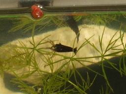 ��Ȃ̂Ԃ₫�B