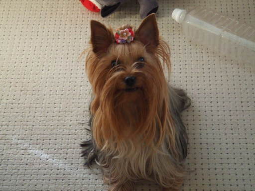 ��Ȃ̂Ԃ₫�B