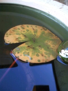 ��Ȃ̂Ԃ₫�B