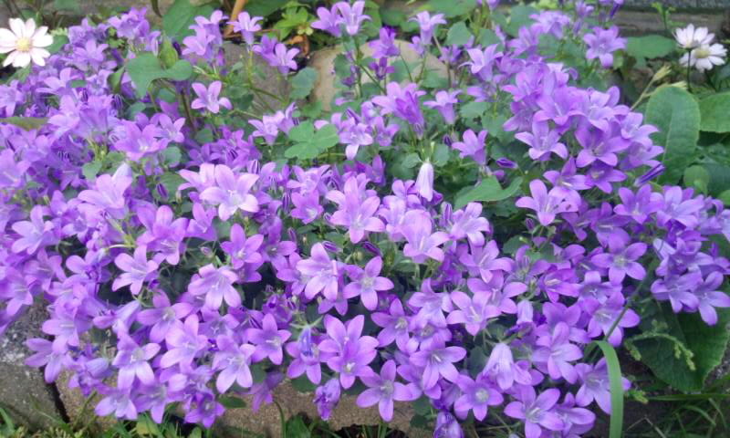 ��Ȃ̂Ԃ₫�B