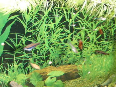 ��Ȃ̂Ԃ₫�B