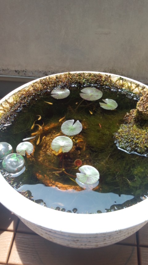 ��Ȃ̂Ԃ₫�B