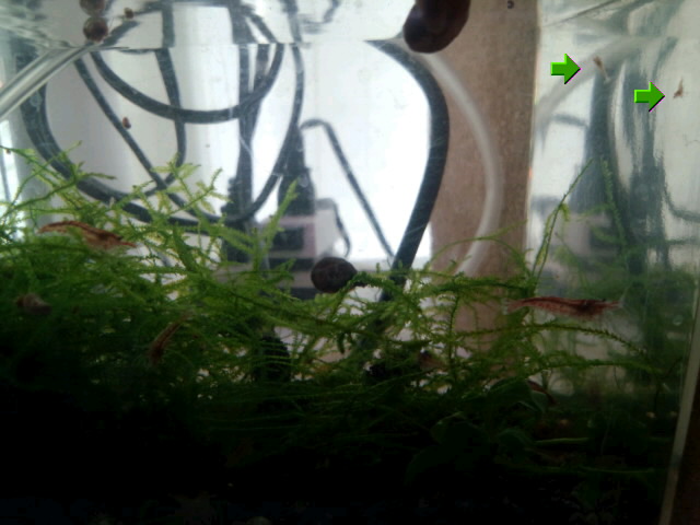 ��Ȃ̂Ԃ₫�B