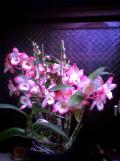 ��Ȃ̂Ԃ₫�B