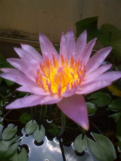 ��Ȃ̂Ԃ₫�B