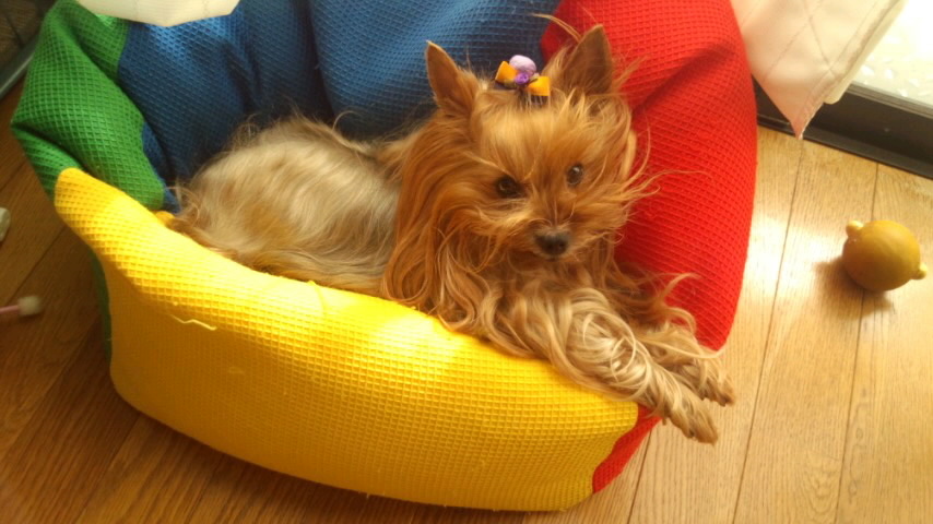 ��Ȃ̂Ԃ₫�B