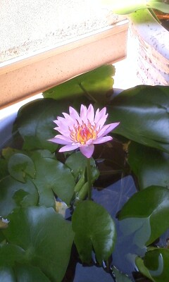 ��Ȃ̂Ԃ₫�B