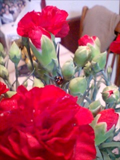 ��Ȃ̂Ԃ₫�B