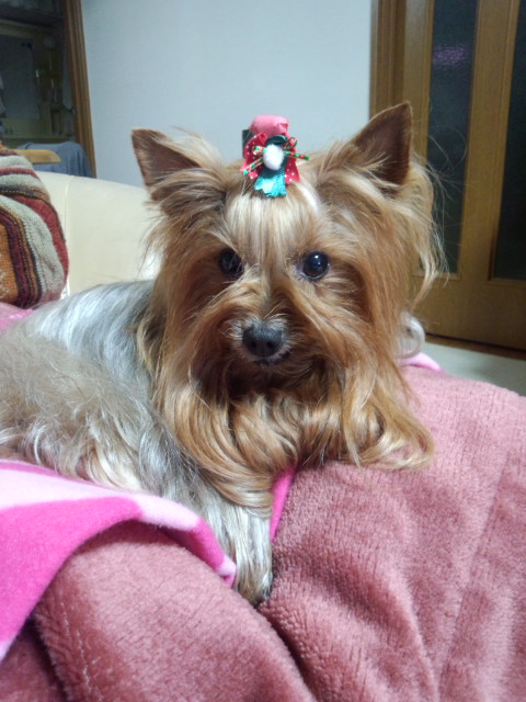 ��Ȃ̂Ԃ₫�B