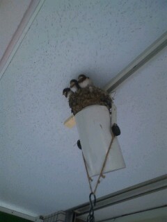 ��Ȃ̂Ԃ₫�B