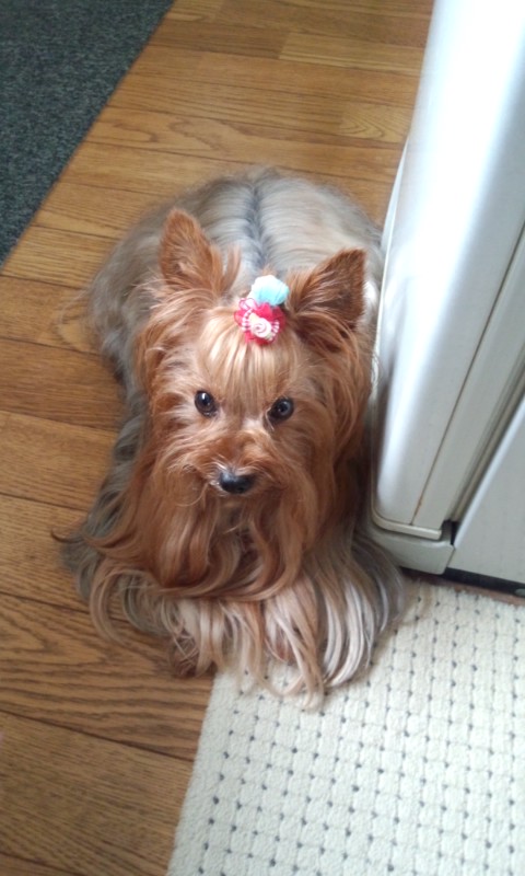 ��Ȃ̂Ԃ₫�B