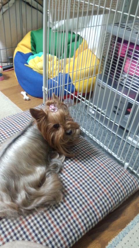 ��Ȃ̂Ԃ₫�B