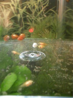 ��Ȃ̂Ԃ₫�B