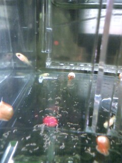 ��Ȃ̂Ԃ₫�B