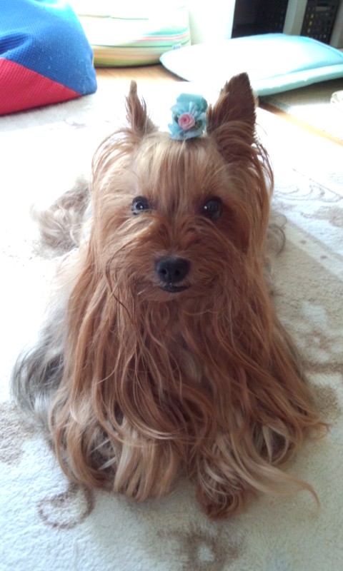 ��Ȃ̂Ԃ₫�B