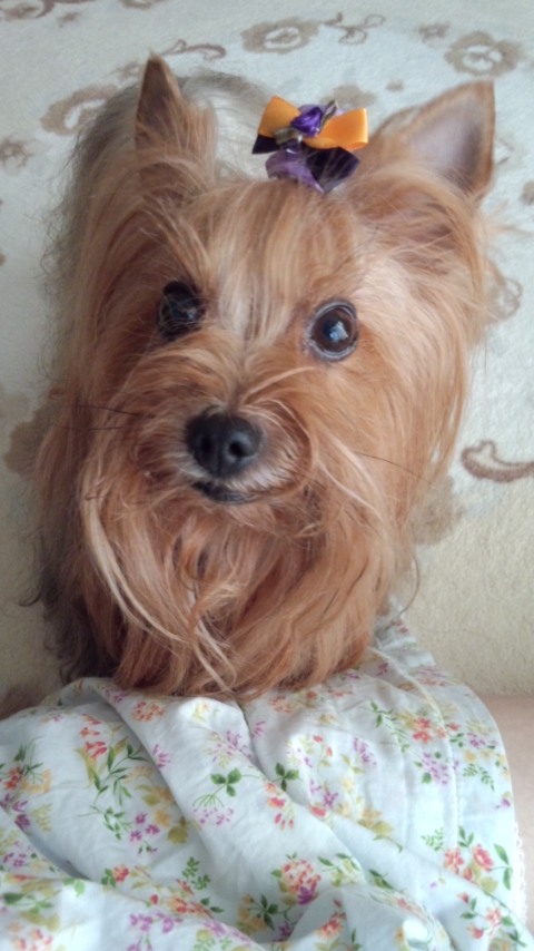 ��Ȃ̂Ԃ₫�B