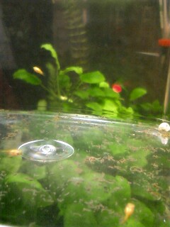 ��Ȃ̂Ԃ₫�B