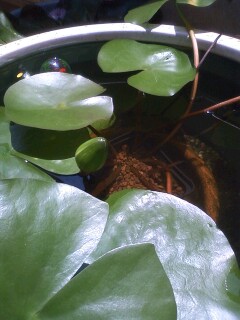 ��Ȃ̂Ԃ₫�B