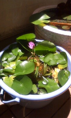 ��Ȃ̂Ԃ₫�B