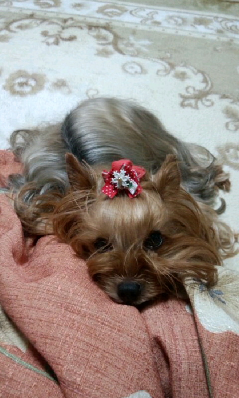 ��Ȃ̂Ԃ₫�B