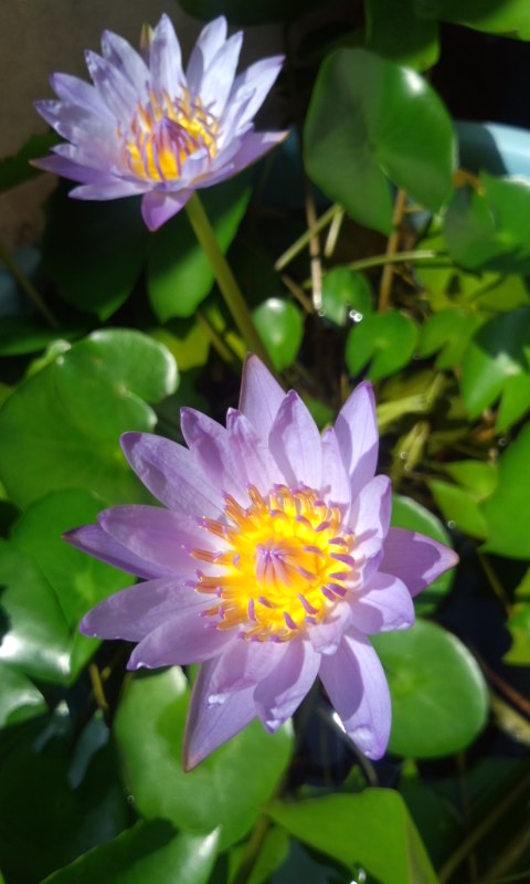 ��Ȃ̂Ԃ₫�B