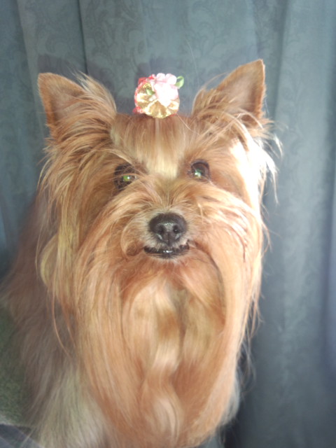 ��Ȃ̂Ԃ₫�B