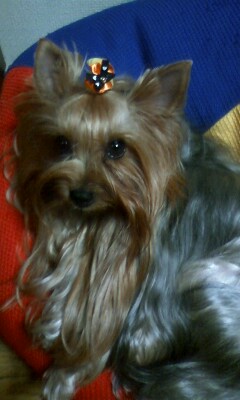 ��Ȃ̂Ԃ₫�B