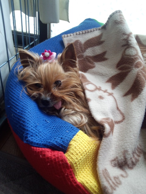 ��Ȃ̂Ԃ₫�B