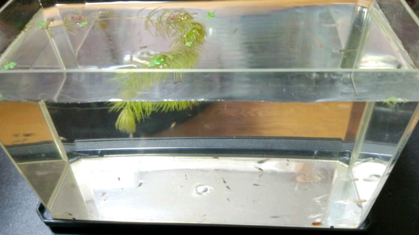 ��Ȃ̂Ԃ₫�B