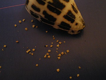 �x�W�^�u���O�����Ȕӂ��͂���L